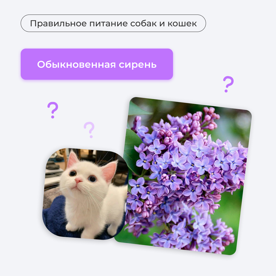 Опасна ли сирень для животных? | Правильное питание собак и кошек | Дзен