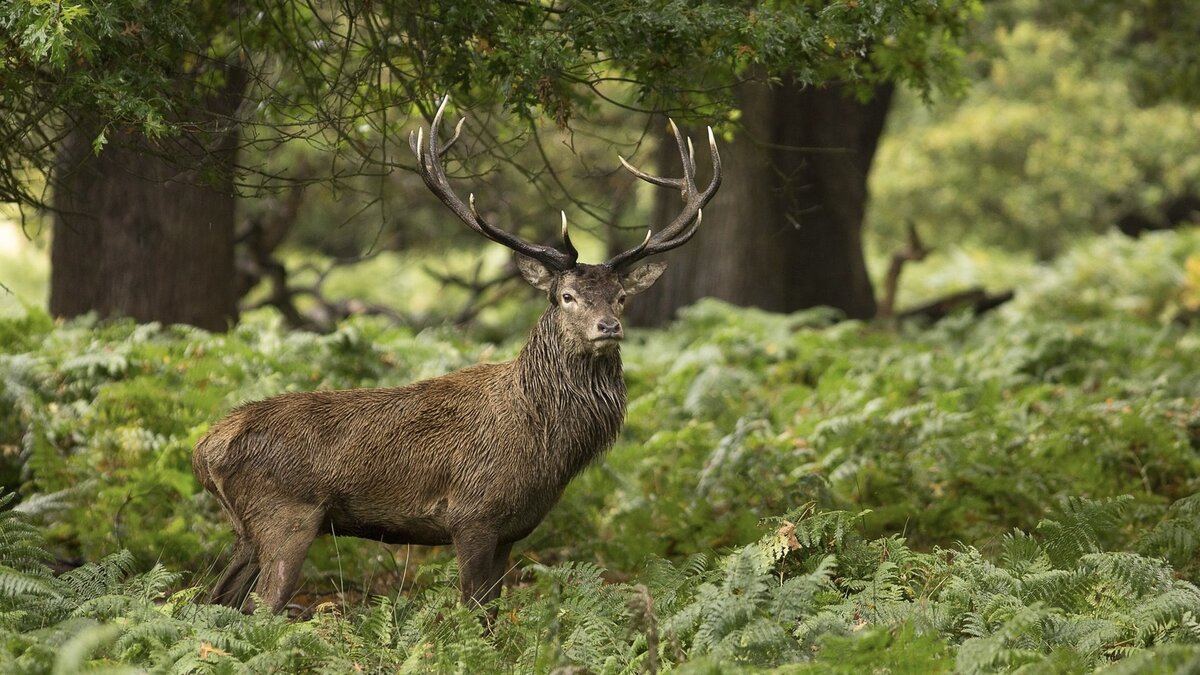 Дикие животные: есть ли у них права?