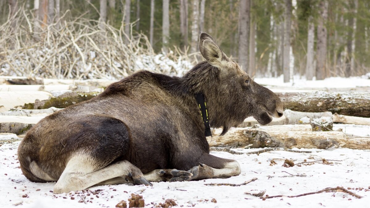 Изъятые из природы дикие животные подчиняются закону “Об ответственном обращении с животными”.