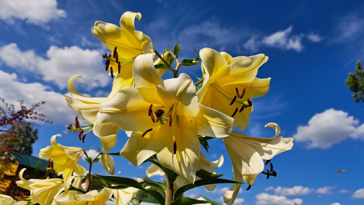    Лилия 'Conca d'Or'