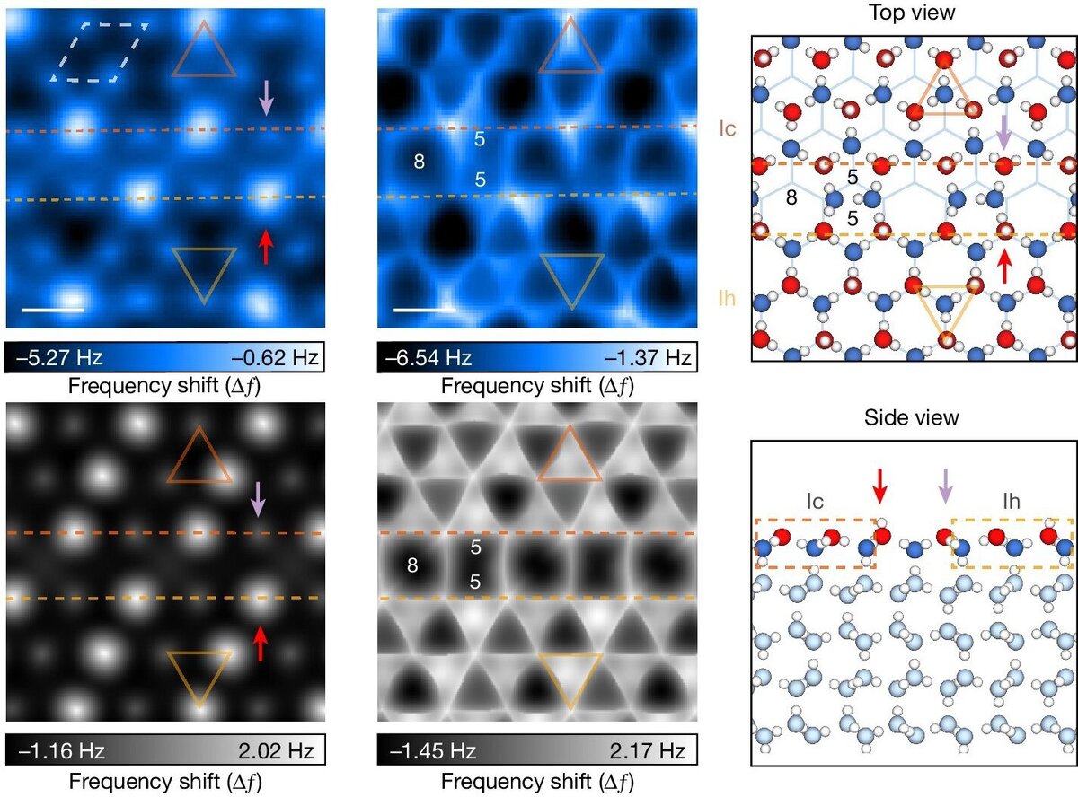     Фото: Jiani Hong et al./ Nature, 2024
