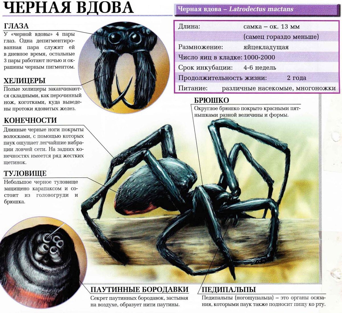 Черная вдова: Красавица с ядовитым укусом | ЛЮБОПЫТСТВО | Дзен