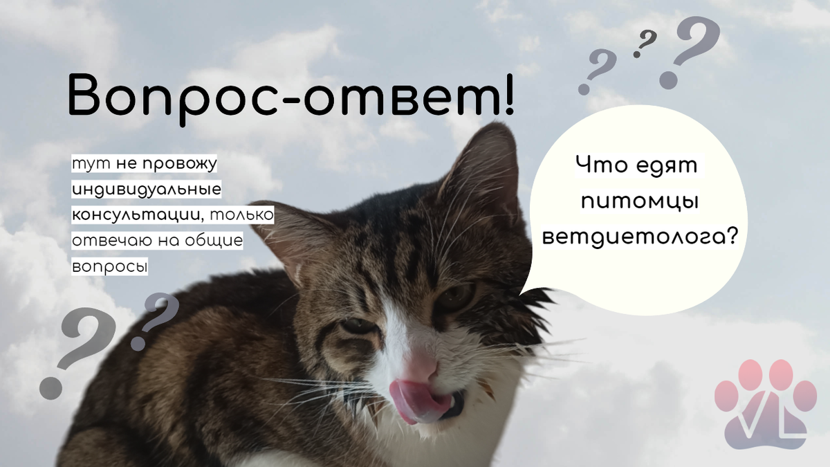 Себастьян после вылавливания гранул корма из миски с водой, фото автора