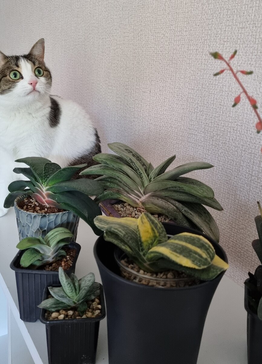 Толстячки - гастерии