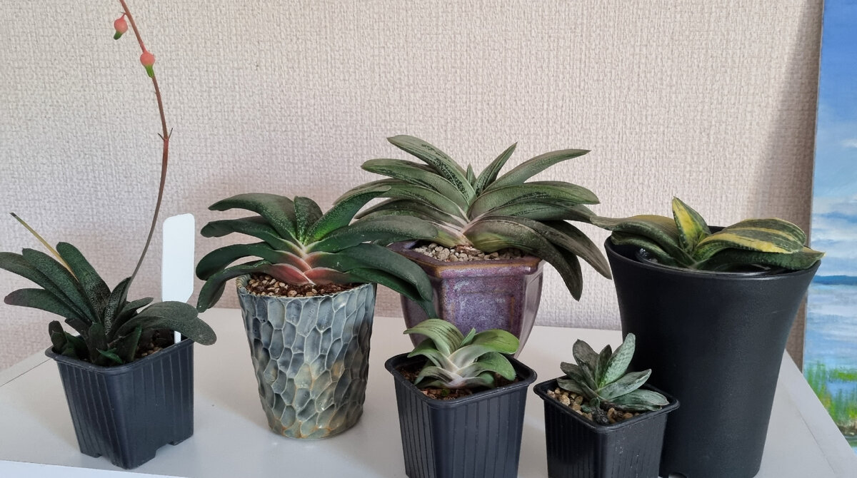 Моя мини-коллекция гастерий