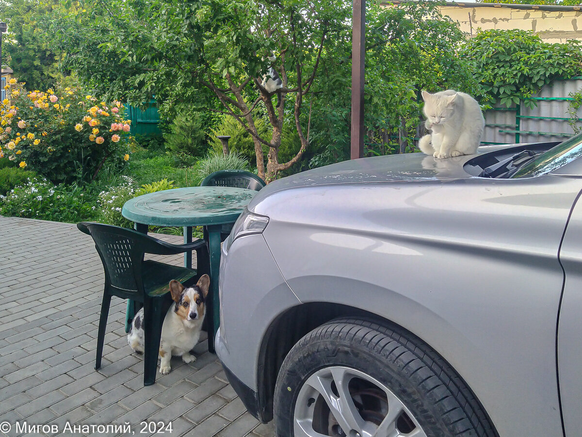 Как корги Тильда хитрила, хитрила, но кошки всё равно её перехитрили ...