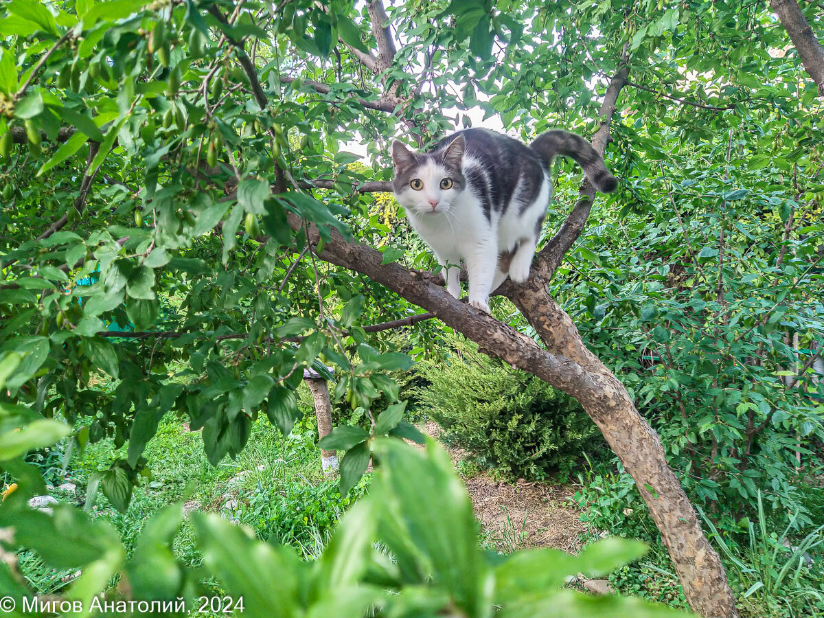 Как корги Тильда хитрила, хитрила, но кошки всё равно её перехитрили ...