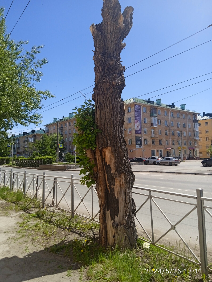 Основной атрибут Омска -  "пни переростки"