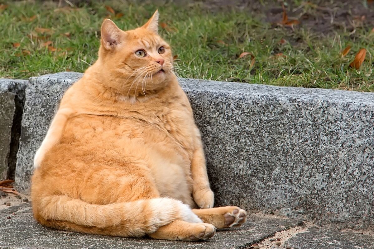 Толстый кот 