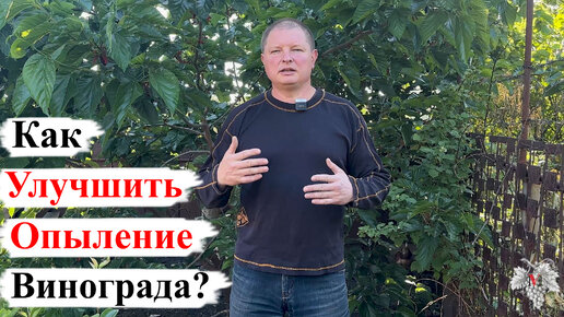 Плохо ОПЫЛЯЕТСЯ Виноград! Что ДЕЛАТЬ?