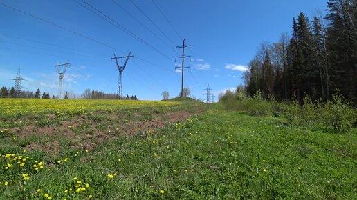 1203. Перед грозой в лес, Пермь. 25 мая 2024 2ч