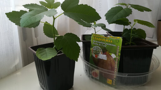 Выращиваю комнатный инжир из семян.
