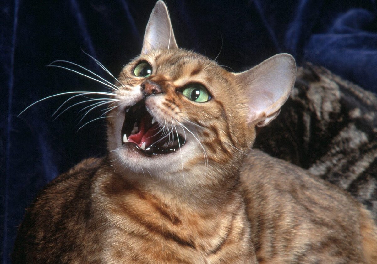 Кошка мяукает 🐈