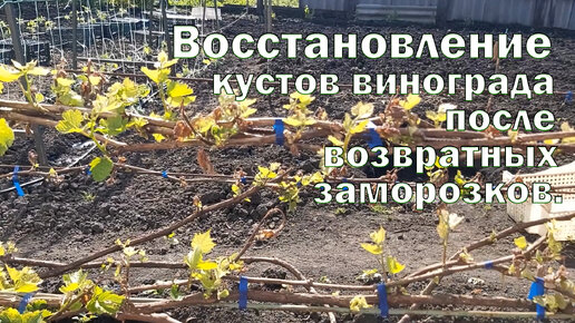 Восстановление кустов винограда после возвратных заморозков