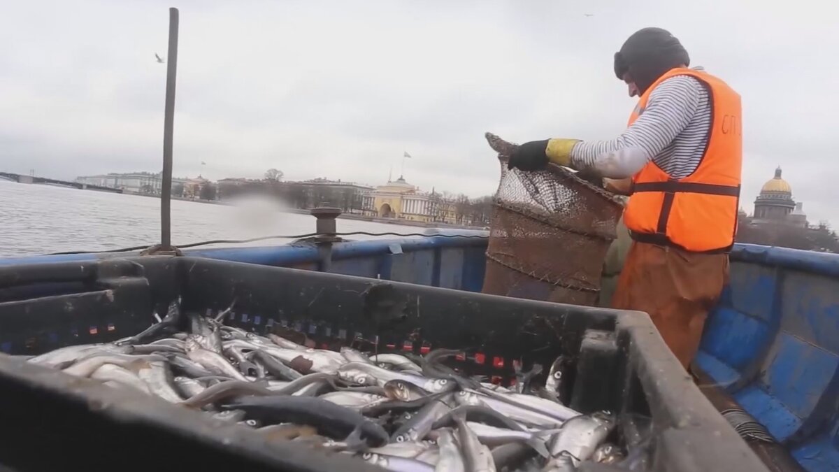 Промысел корюшки начинается ранней весной
