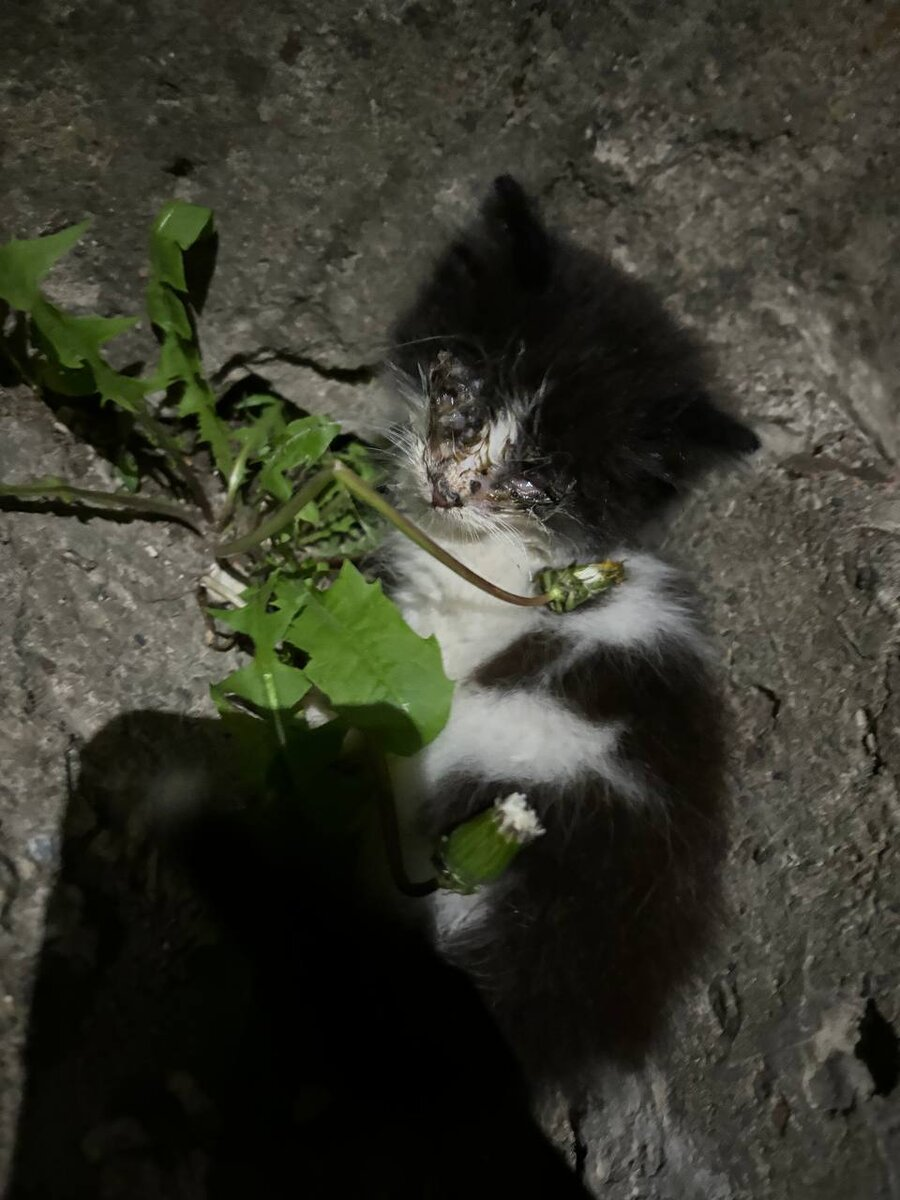 Таким его забрали с улицы