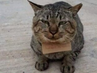 Сами кормили, я не просил