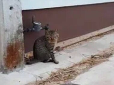 Какая такая рыба?