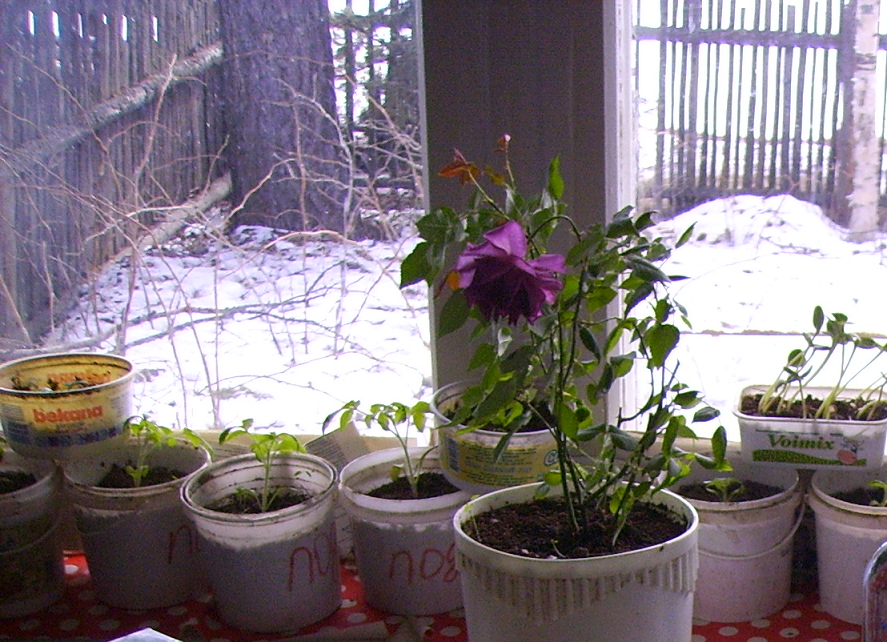 Сейчас речь пойдет о ней, рассаде!