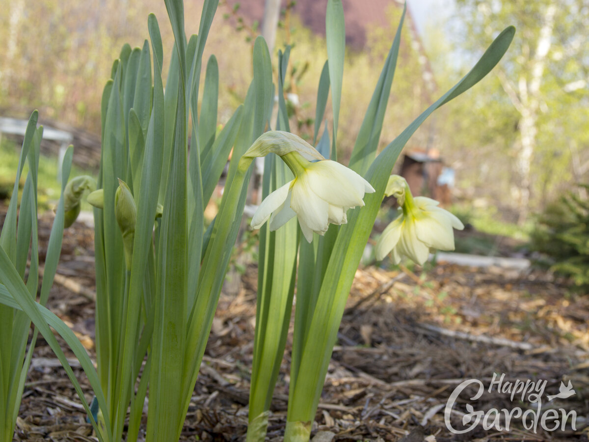 Нарцисс Вайт Лайэн Narcissus double White Lion