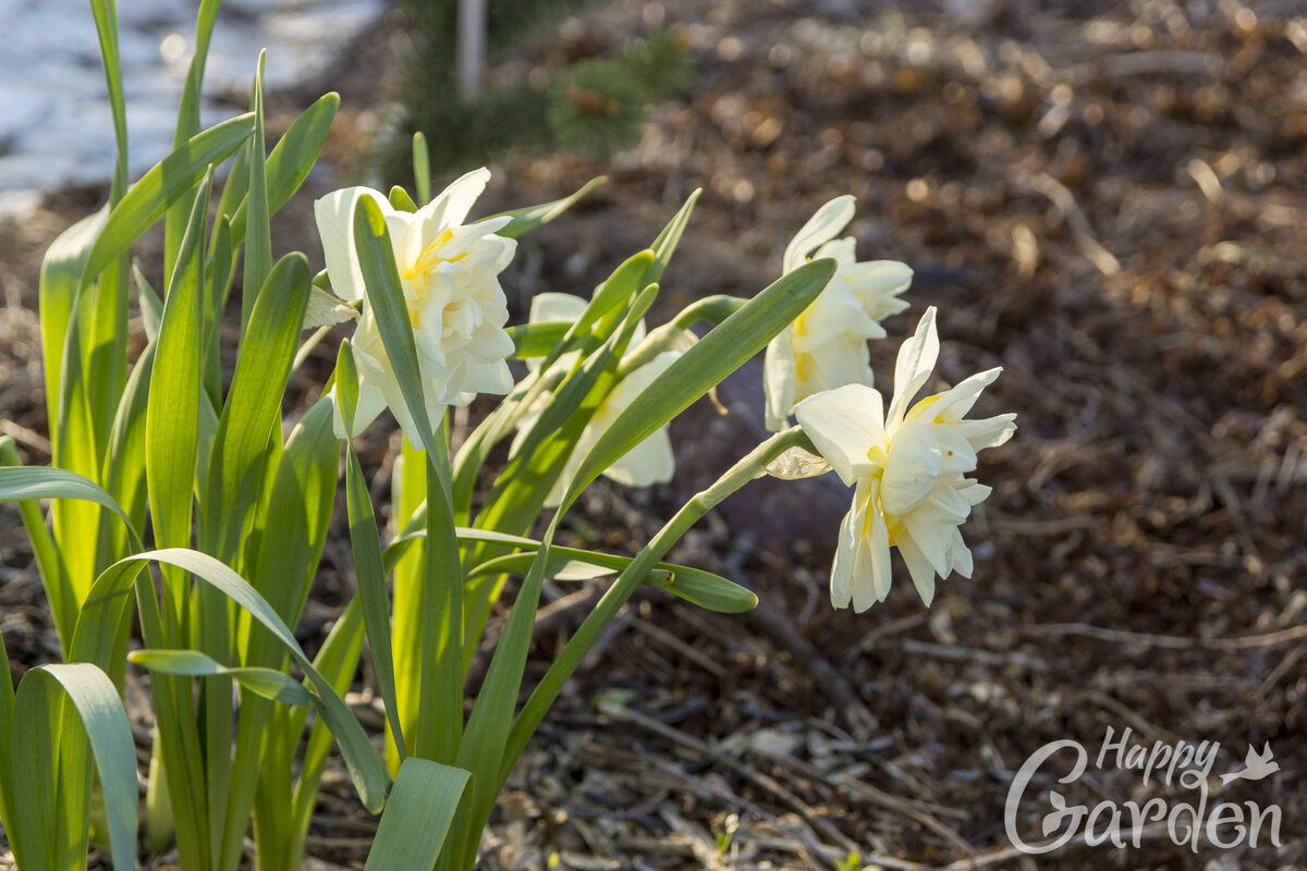 Нарцисс Вайт Лайэн Narcissus double White Lion