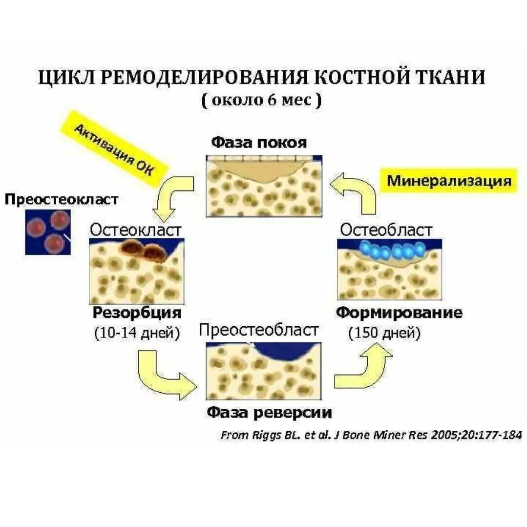 Что такое резорбция ткани