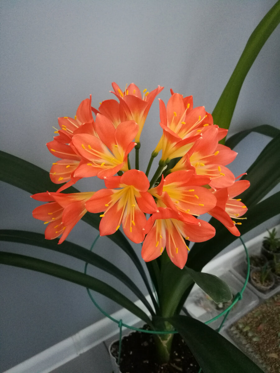 Первое цветение, после переезда. Август 2020