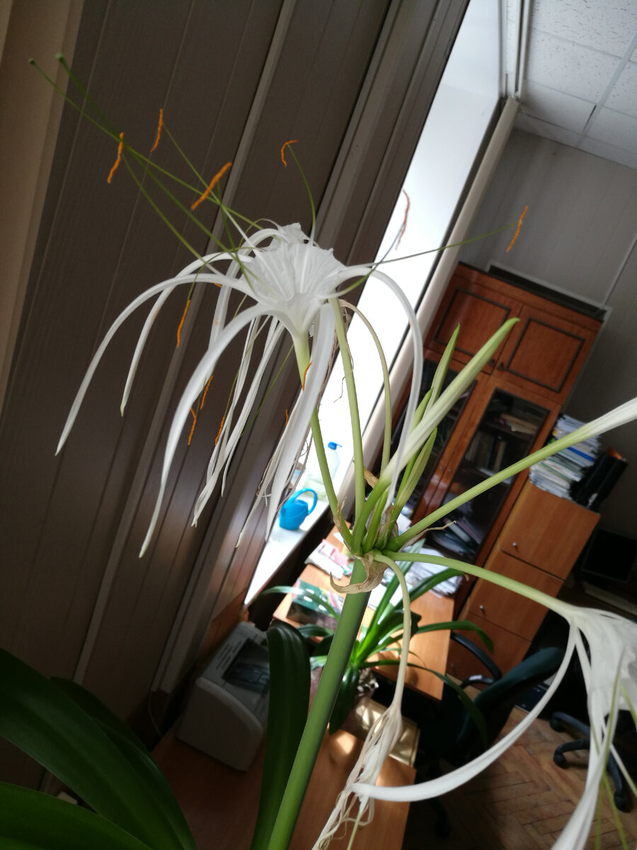 Цветение материнского растения