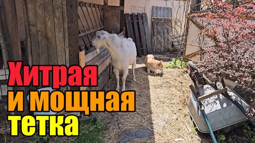 Уборка весь день》Сено как чугунный мост》Дома уже целая лаборатория