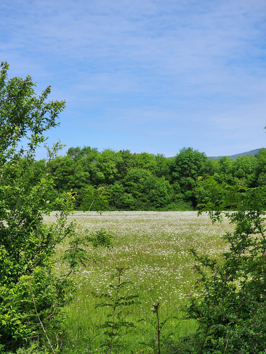 Ромашковое поле в Орлином, Крым