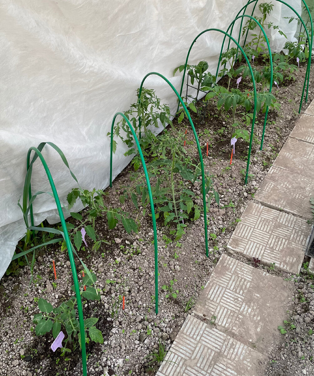 Высадила томаты в конце апреля. Пережили заморозки под укрывным материалом! Стойкие солдатики. 2024г.