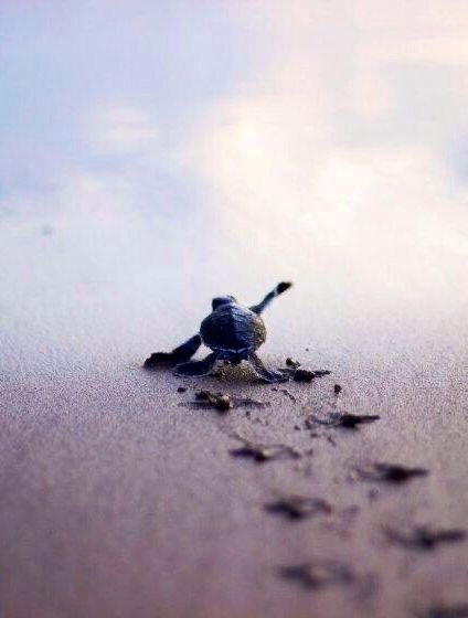 ​🌟Как освоить искусство маленьких шагов

📎1. Поставьте себе желаемую цель. 
И обязательно зафиксируйте ее в письменном виде, а ещё лучше, расскажите о ней как можно большему количеству людей. Таким образом, вы заявите о своем твердом решении достичь цели. 

Одна из самых распространенных ошибок - это считать, что "я все удержу в голове, мысленно проговорю и запомню".  Но когда цель, действительно, очень важна и желанна, для нее будет отведено место и на бумаге и в жизни.

📎2.Цель необходимо визуализировать и поместить ее в вашем поле зрения, чтобы вы могли постоянно ее видеть. 

  Можно распечатать подходящую картинку, или вырезать из журнала или нарисовать ее. Наклеить на «карту желаний»,  повесить на холодильник или на стену. Если же она - глубоко личная, то написать на закладке и держать в ежедневнике, чтобы каждый день натыкаться. Я рекомендую, поместить ее на заставку экрана своего смартфона, так уж наверняка она будет у вас перед глазами. 

📎3.Самое важное. Пропишите план действий по достижению цели, разбив цель на этапы , этапы на шаги, а большие шаги на более маленькие шажочки. 

Вы должны совершать простые маленькие  шаги в направлении своей цели ежедневно. Это очень важно! Вырабатывайте в себе дисциплину. Каждый день по чуть-чуть. Даже если будете выделять этому только одну минуту в день. За год это будет уже минимум 6 часов непрерывной работы в направлении своей цели. Любое движение -это прогресс.

И самое важное! 
Как только вы пропишите план действий, необходимо сделать первый шаг в первые 24 часа. В противном случае, вы снова перейдете в режим ожидания «того самого понедельника».
