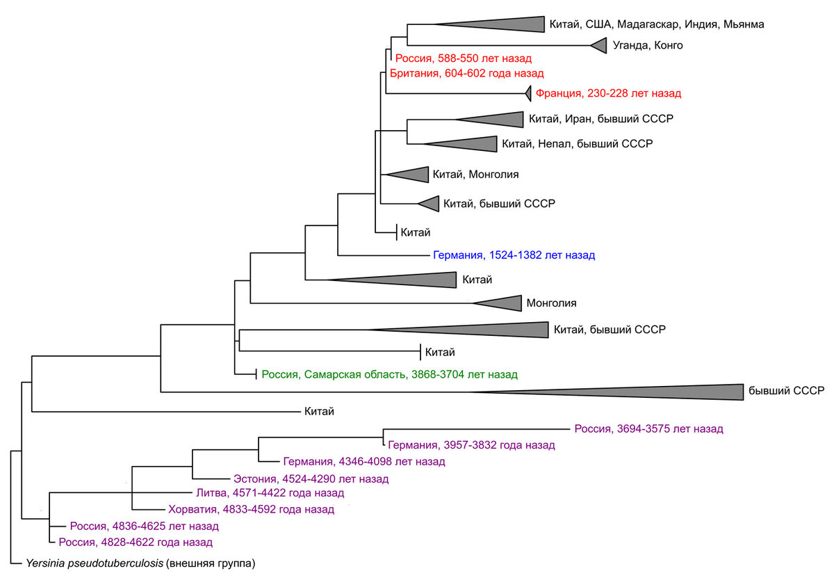 Рис. 1. Эволюционное древо разных штаммов возбудителя чумы (Yersinia pestis). Современные штаммы обозначены черным, относящиеся к первой пандемии — синим, ко второй пандемии — красным, архаичная «легочная» эволюционная ветвь — фиолетовым, а недавно открытая древняя «бубонная» линия — зеленым. Для штаммов, обнаруженных в захоронениях, подписан приблизительный возраст этих захоронений, определенный радиоуглеродным методом. 