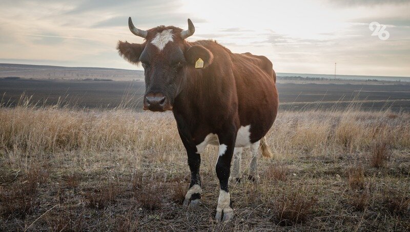    План по отёлу в Предгорном округе выполнен на 35% Фото: ИА «Победа26»