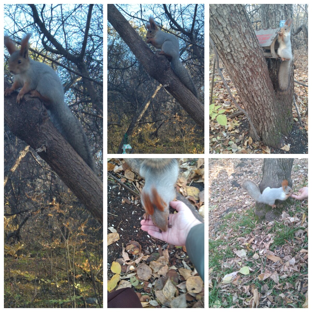 Мои любимые белки. Не в тему конечно, но очень хочется похвастаться. Фотография автора, октябрь 2023 года. 