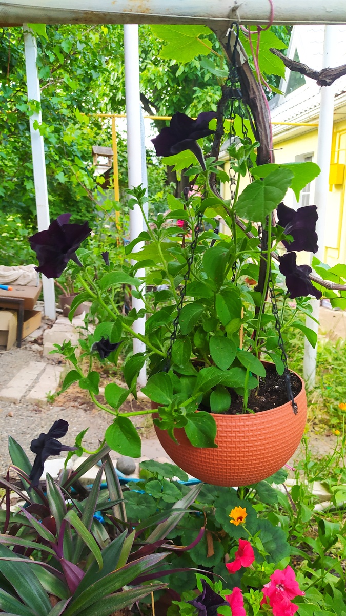 За неделю без моего внимания софистика Блэкберри из под виноградника вытянула свои побеги к солнцу, сейчас буду снова делать небольшую обрезку