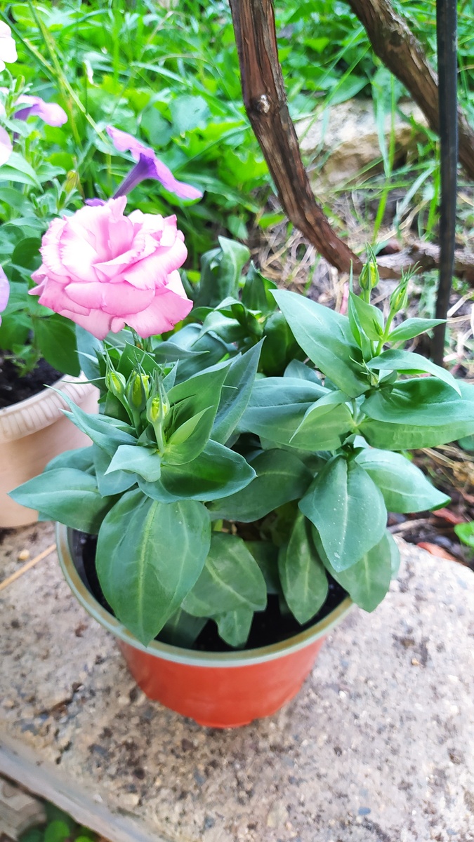 Моя малышка эустома Леди Маргарет радует уже третий год. Летом выношу в сад, зимой заношу в дом, чтобы не пересаживать и не травмировать корневую систему - она это очень не любит. 