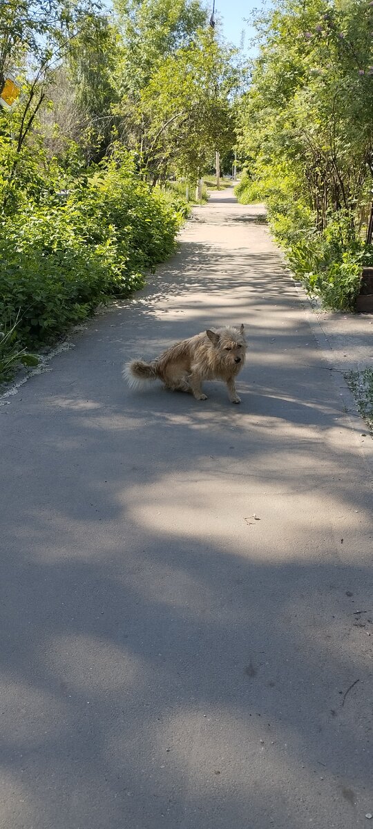 Иду, любуюсь цветочками. Вот такого интересного пса каждый день встречаю. Милаш.