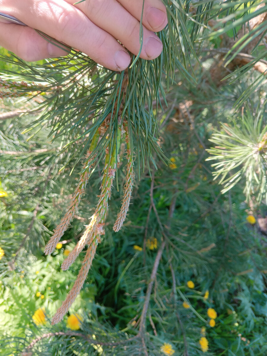 Молодые побеги на сосне по весне 