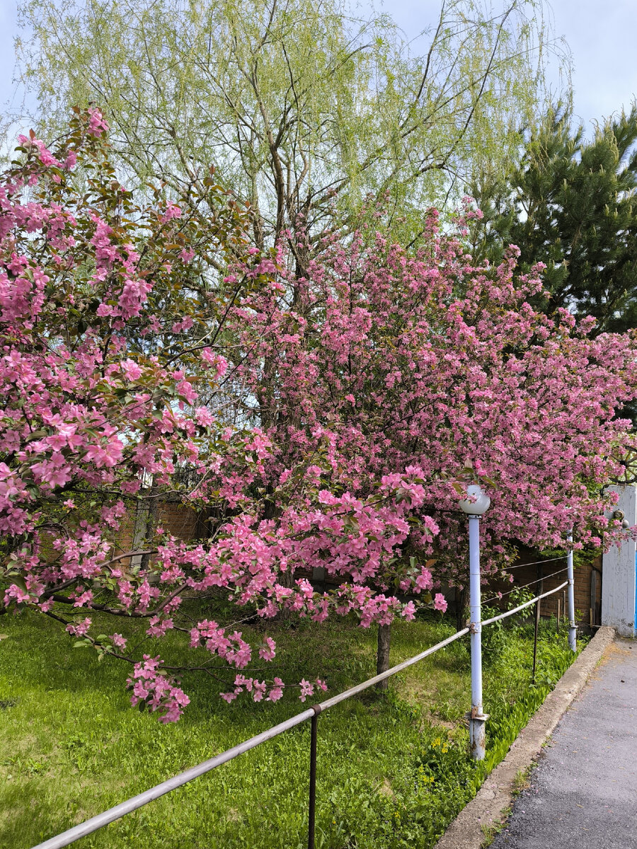 Расцвело всё. Ну пока что кроме сирени