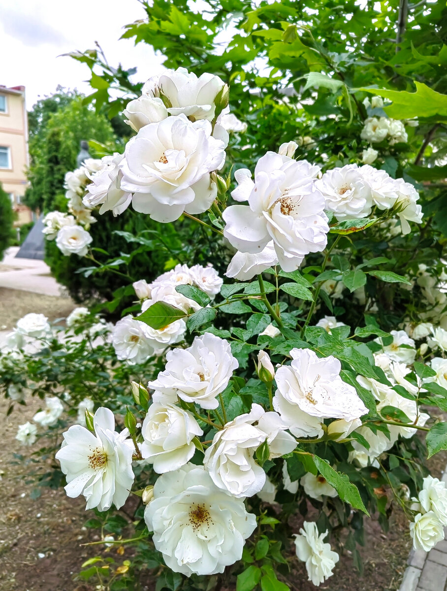 Еще один шикарный розовый куст