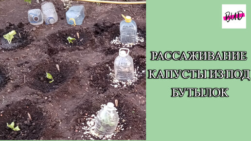 РАССАЖИВАНИЕ КАПУСТЫ ИЗ-ПОД БУТЫЛОК.