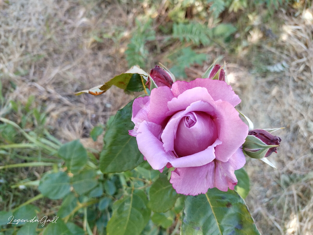 Розочка, чтобы разбавить нервенный текст )))