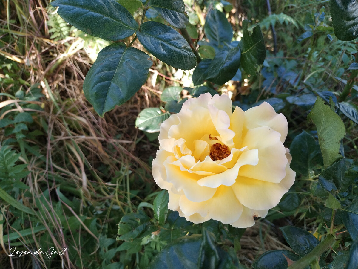 Еще одна розочка для разгрузки )) Кстати, у нее края розоватые...