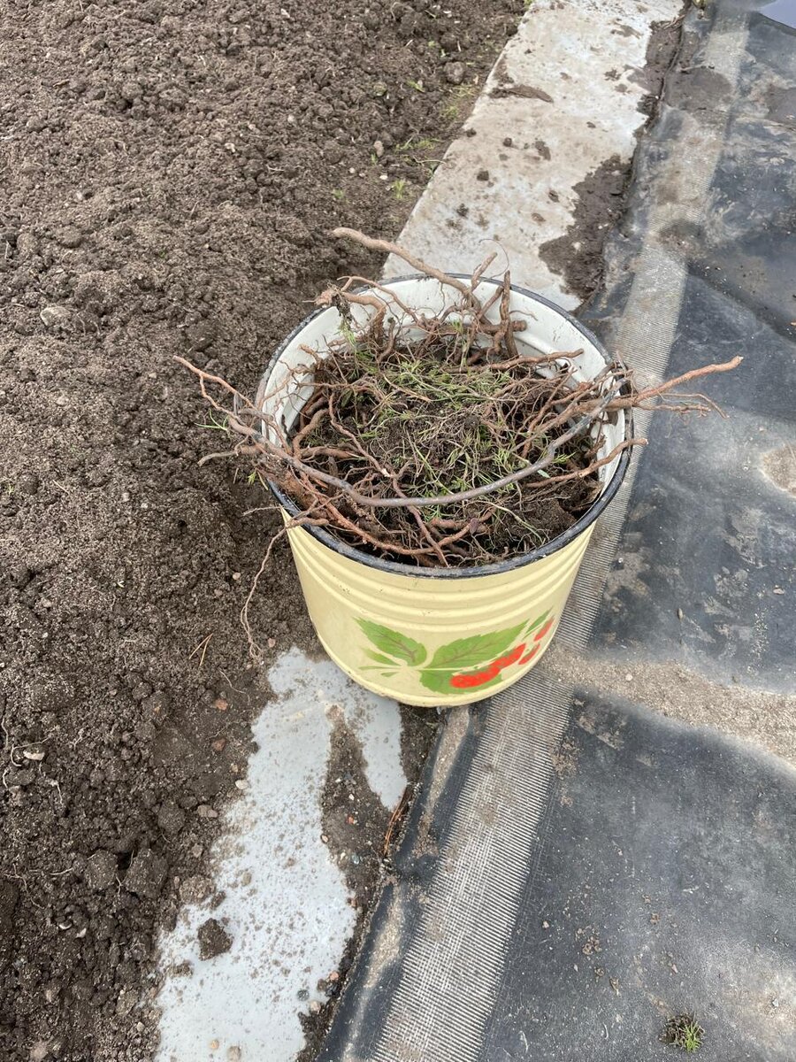 Вот столько - полное ведро- вытащила корешков с этих двух грядок!