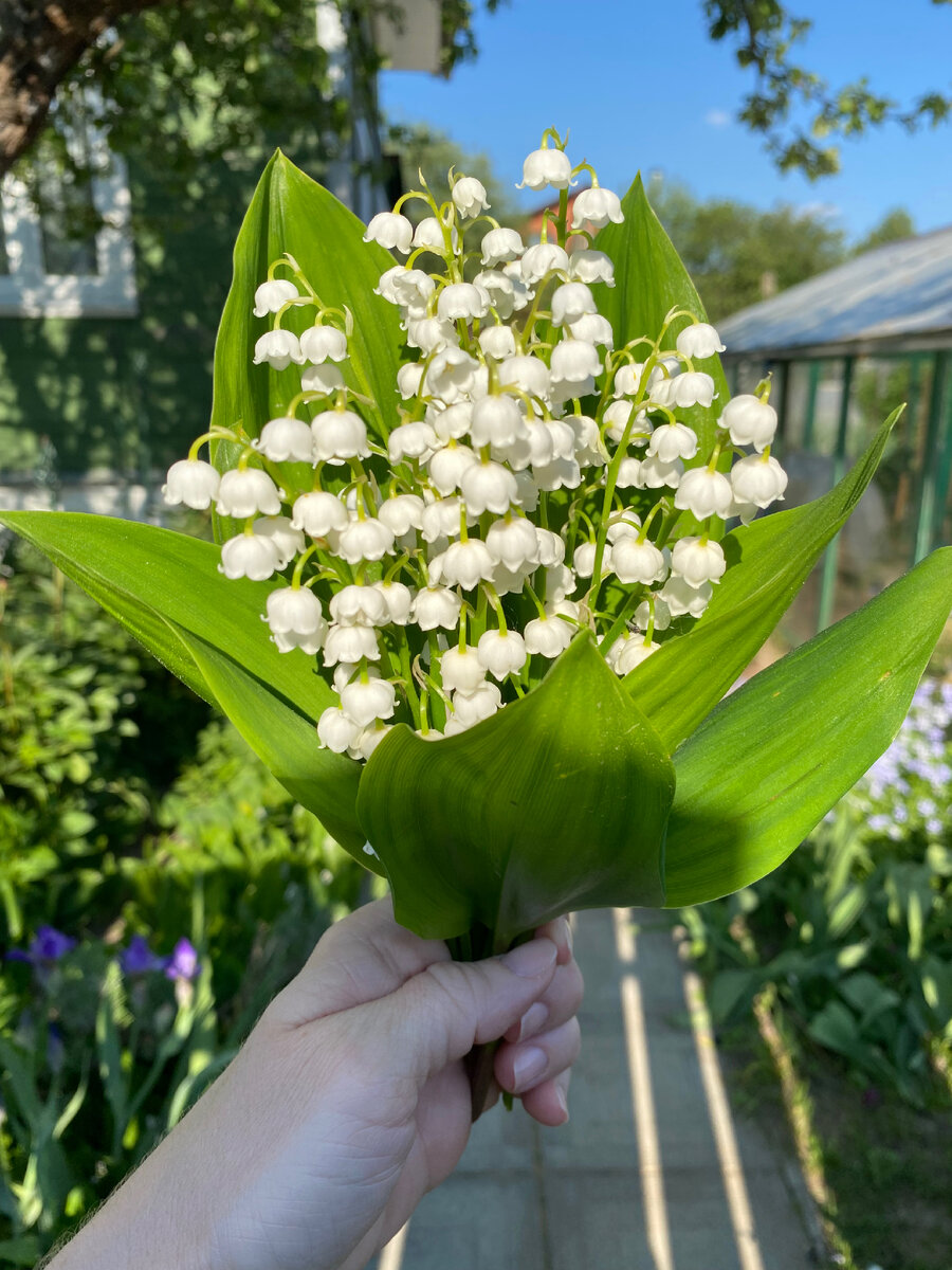 Ландыши! Аромат непередаваемый!🤍🌿