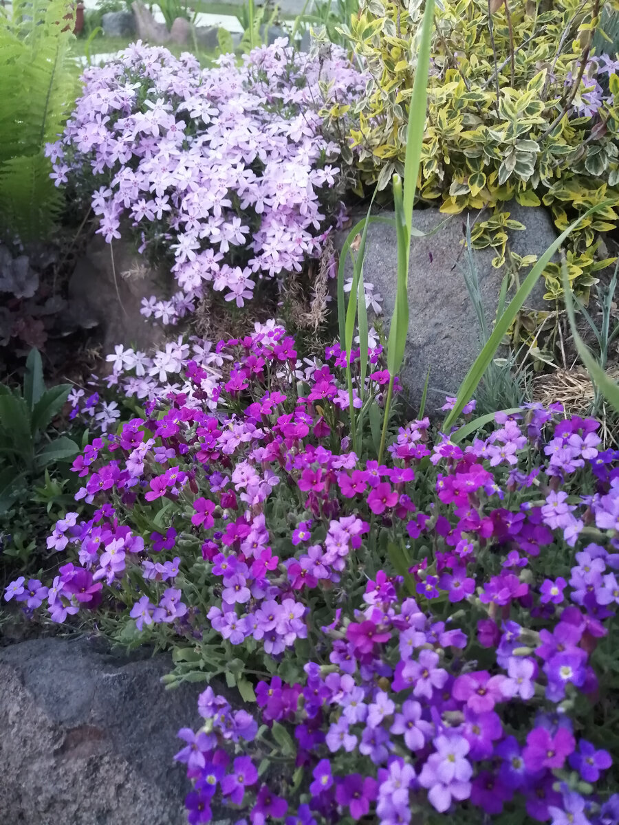 Обриета на переднем плане