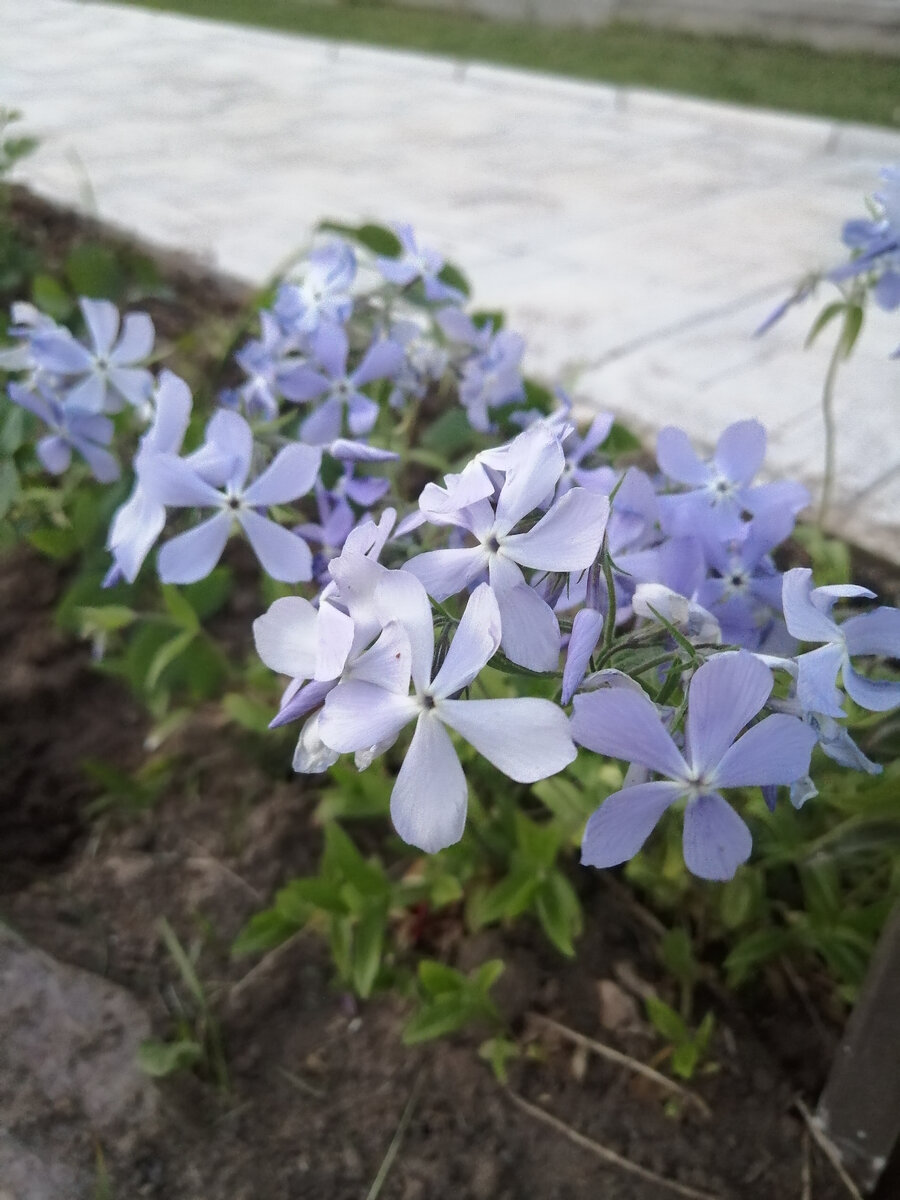 Флокс шиловидный с лепестками голубого цвета