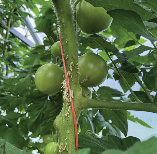 Первожу с языка томатов на русский. О чем нам говорят помидорные растения. Понимание сигналов растений для большого урожая.