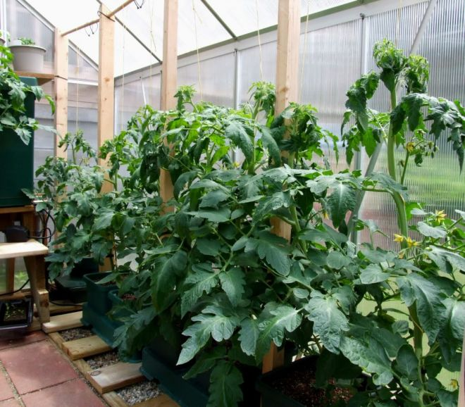 Крайняя степень вегетативного развития томата - это жирование.
